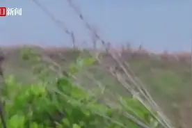 钓友称在温州一水库边偶遇黑熊，相距10多米对视！官方：当地无黑熊生活记载图片