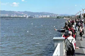 观鸥季结束 海鸥去了哪？图片