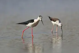 “鸟中模特”黑翅长脚鹬“打卡”威海图片