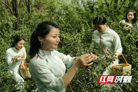 茶园飘香 一片叶子助力辰溪乡村振兴图片