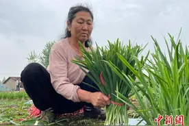 湖南南县小韭菜循环收割“富”四季 成农民“绿色银行”图片