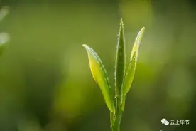 16.56万亩！经得起考验的纳雍高山生态有机茶图片
