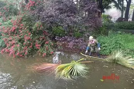 柳州公园里的鲤鱼生气了？肚子圆鼓鼓，还打架！原来是……图片
