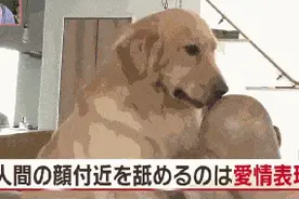狗狗总舔你是因为喜欢你吗？图片