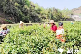 竹山县竹坪乡：互助采茶促增收图片
