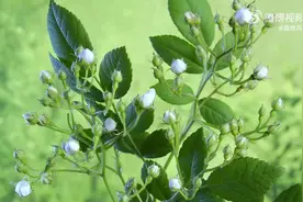 【 延时摄影下春花绽放 】近日，重庆摄影师 背着手儿看花 通过延时记录下一组白色花朵绽放的瞬间。野蔷薇、琼花、海桐等洁白的花苞纷纷在镜头下绽开，清雅脱俗，充满无限生机， 仿佛隔着屏幕也闻到了淡淡幽香 ，十分治愈。 荔枝风景线图片