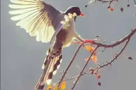 青未了|鹊儿曾有一棵树图片