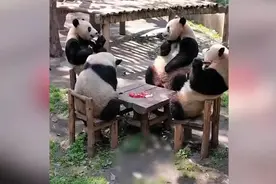 现场！#4只大熊猫围坐一桌吃东西#，网友：麻将局组好了图片