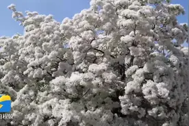 济宁戴庄流苏花开 共赏“四月飞雪”图片