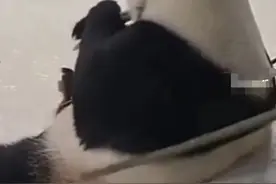 “用竹竿拍打大熊猫”饲养员被停职，评论称其遭网暴图片