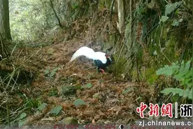 白鹇“现身”浙江柯城：“气定神闲”漫步丛林间图片