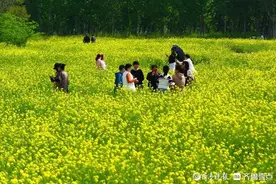 黄河滩区油菜花吸引市民来打卡图片