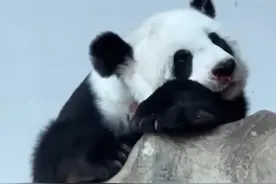 旅泰大熊猫“林惠”因抢救无效去世！曾被发现鼻部有血迹图片