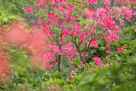 滨江森林公园杜鹃花展三大主题景点，等你来打卡→图片