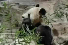 太离谱！网传中国大熊猫保护研究中心专家联合美国史密桑宁国家动物园摆拍 辟谣来了图片