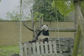 杭州哪里可以看大熊猫？潮新闻记者为你探访到了图片