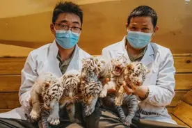 罕见！“白虎六胞胎”诞生，银基动物王国迎来“王者”图片