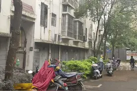 头皮发麻麻麻麻麻！柳州一小区多棵树上爬满这东西图片