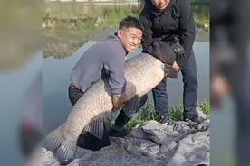 果然视频|青岛两男子水库钓到百斤重大青鱼，后将其放生图片
