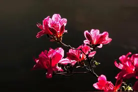 杜鹃花开，鲜红夺目图片