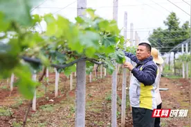 桂阳：“退伍老兵”袁春安成乡村振兴“排头新兵”图片