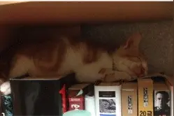 游戏论｜猫咪政治：猫咪和机器着陆资本世地球的方法图片