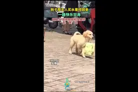 狗子帮主人买水果捞回来一路快乐狂奔图片