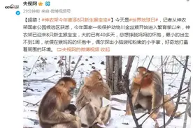 超萌！神农架今年喜添8只新生猴宝宝图片