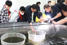 直击中华鲟B超体检！最重近300斤！秋季将进行人工繁殖图片