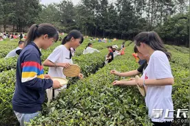 小学生师生化身茶农采茶忙，劳动课收获满满图片