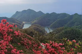 【盛世繁花 寻芳通山】短视频丨被杜鹃笑开的大幕图片
