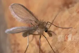 罕见！此地确诊1例，当心这种虫子图片