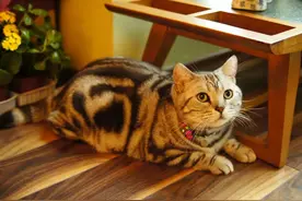 家有宠物猫，这几种病要当心！图片
