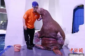 海象“艾米”“落户”南京海底世界图片