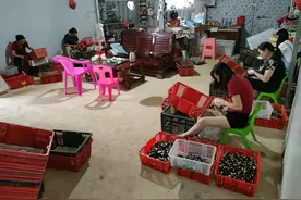诏安秀篆：鸡枞菌获大丰收，农民致富有奔头图片