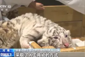 “萌虎”来袭！孟加拉白虎“静静”产下六胞胎虎宝宝图片