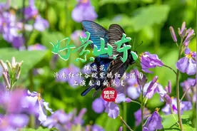 果然视频·好景山东|济南红叶谷花开正艳彩蝶飞舞，上演春日浪漫图片