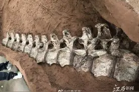 江西境内首次发现！全球罕见！巨型恐龙化石体长超过15米图片