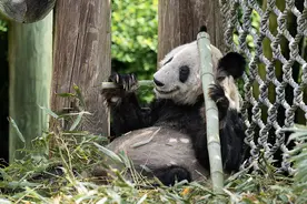 离家20年，旅美大熊猫丫丫今日下午5时将抵沪返回祖国图片