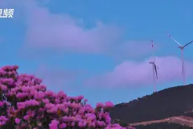 C视频｜人美花妍 大凉山盛开索玛花图片