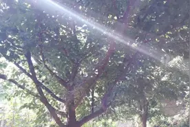 一只瘸腿的猫（随笔）图片