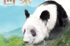 “丫丫”到家！归来仍是“顶流”图片