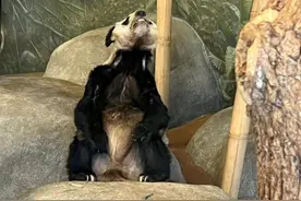 终于等到你！旅美大熊猫“丫丫”的回家路图片