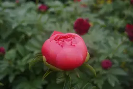 芍药之美，从“菏”而来图片