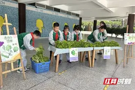 长沙泰禹小学学生劳动节前收获自种蔬菜 老师上演现场砍价图片