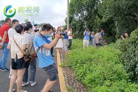 今年海口火山荔枝王种植面积达3.3万亩 预计5月25日上市图片