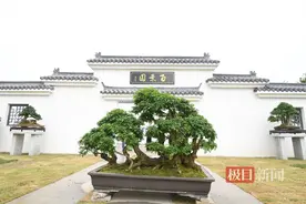 300余精品盆景斗美韵！五一，请君来武汉免费欣赏艺术盛宴图片