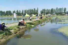 4.6万亩海盐稻田小龙虾开捕！收藏这份最全钓虾攻略图片