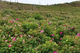 嗨游娄底|冷水江锡矿山玫瑰花海等你来！图片