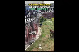 游客违规给大熊猫投喂可乐，震生咬爆可乐瓶后惊慌逃离图片
